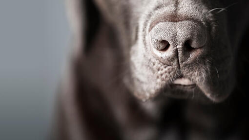 What Does It Mean If Dogs Nose Is Dry